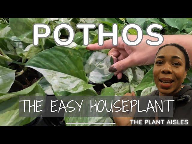 TOUR POTHOS VARIETIES & PRICES| THE EASIEST/ LOW MAINTENANCE HOUSEPLANTS?| The Plant Aisles Ep 4