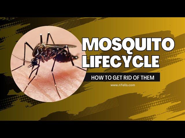 Mosquito Life Cycle & How to Get Rid of Them for Good