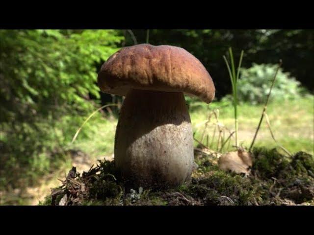 WOODLAND TREASURES!!! Mushrooms, Pilze, Porcini, Boletus Edulis.