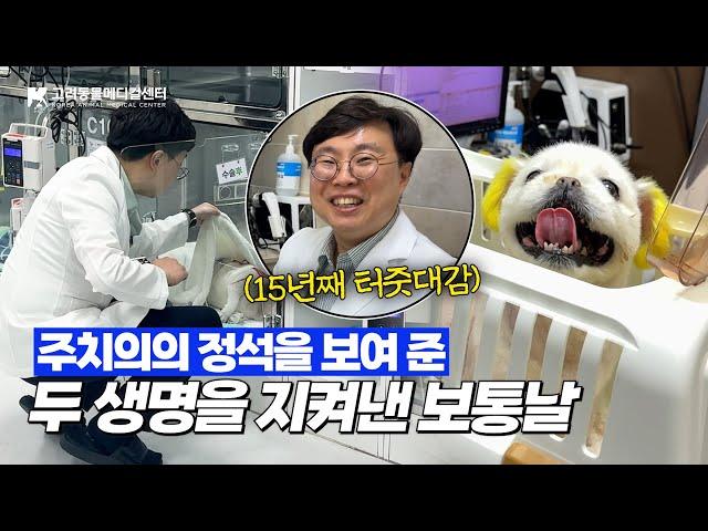 같은 날 입원한 두 생명을 살린 이 병원 '터줏대감 주치의'🩺 #진료처치센터장 #고려동물메디컬센터