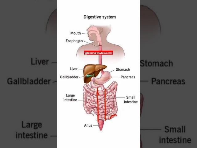 Digestive System #shorts