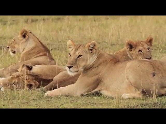 11 lions  vs a lizard  / Kifal TV