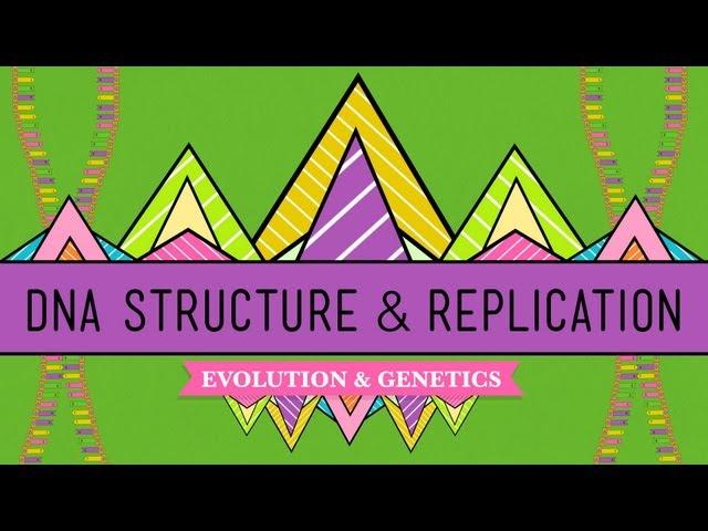 DNA Structure and Replication: Crash Course Biology #10