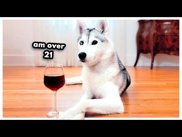 My Husky is Starting to DRINK!