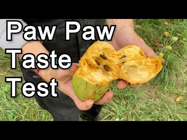 Paw Paw Taste Test (Susquehanna, Sunflower, Mango, Prolific, NC1, 1035)