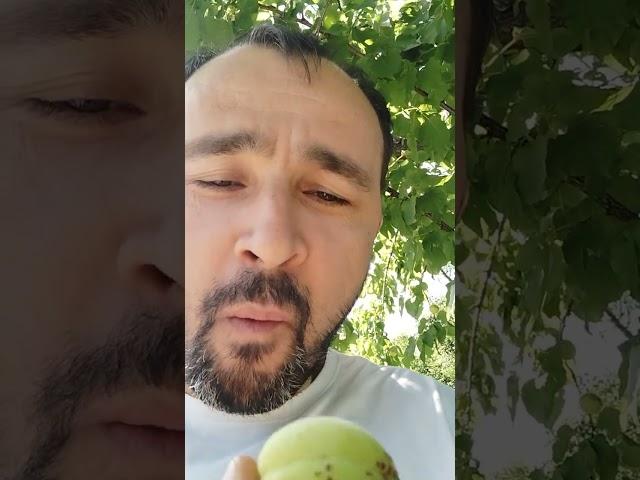 Абрикосы бомба.