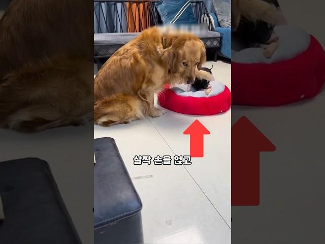 큰 간식을 친구에게 준 강아지... 상상도 못한 이유 #동물 #강아지 #강아지간식