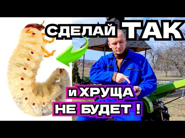 СДЕЛАЙ ТАК и Хрущей не будет! ПРОВЕРЕНЫЙ МЕТОД