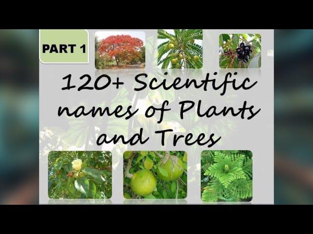 120+ Scientific names of common trees and plants | Part 1 | The Big Bio Theory