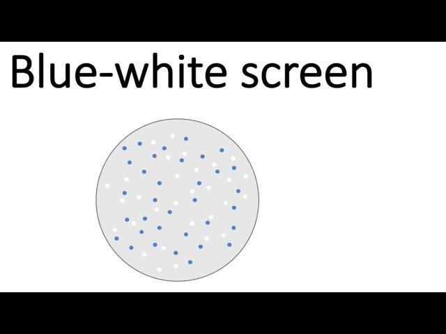 Blue-White Screen & Transformation