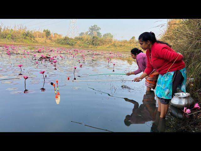 Fishing video| Hook Fishing Lotus pond | The lady caught fish in the Lotus pond of the village today