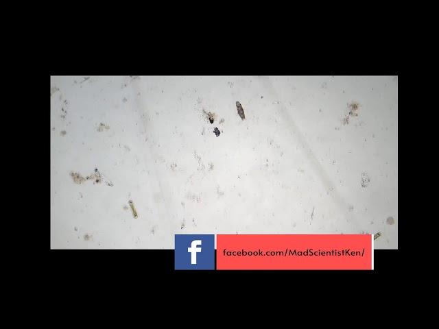 Tardigrade Rehydrate