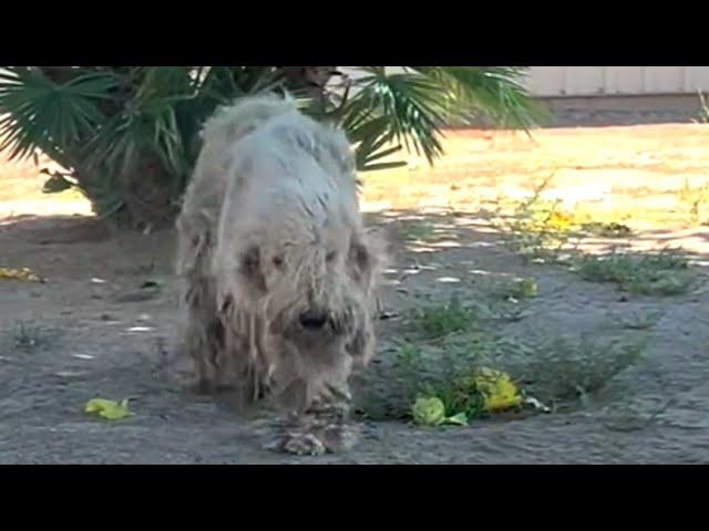 This street dog is unrecognizable now