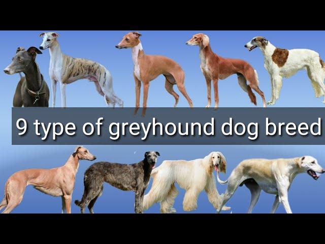 9 types of greyhound dog breed | different types of greyhound dog