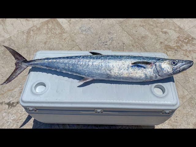 How To Fillet Kingfish (King Mackerel)