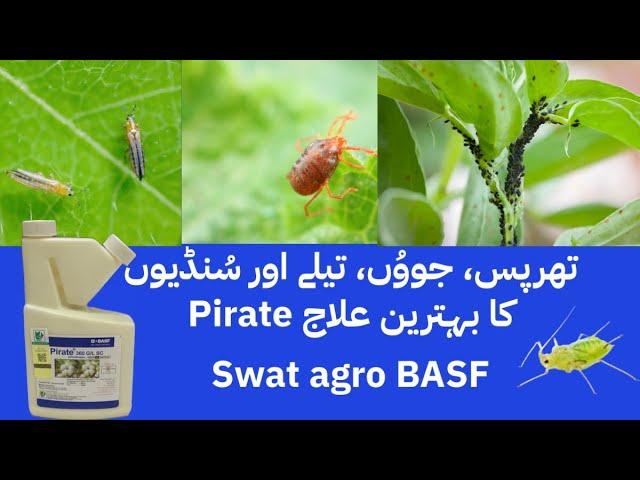 Pirate Swat agro | BASF Chlorfenapyr | for thrips, mites, aphids and worms | Kissan Ghar