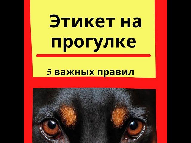 Правила содержания собак в городе || Правила выгула собак || Собака в городе || Хороший тон и этикет