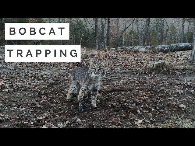 Bobcat Trapping 101