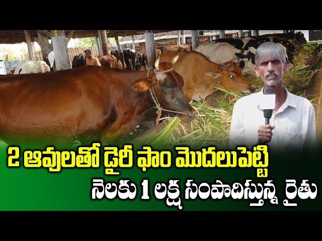 Farmer Narasimha Reddy Success Story on Running Dairy Farm || Profits in Dairy Farm || SumanTV Rythu