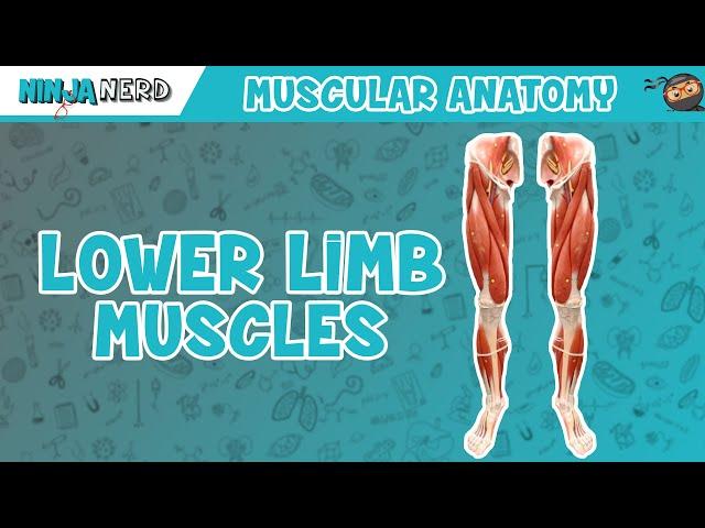 Muscles of the Lower Limb | Anatomy Model