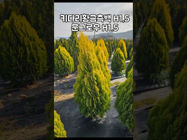 조경에 딱 맞는 프리미엄 조경수 추천! 키다리황금측백 H1.5 &문그로우 H1.5  #가드닝