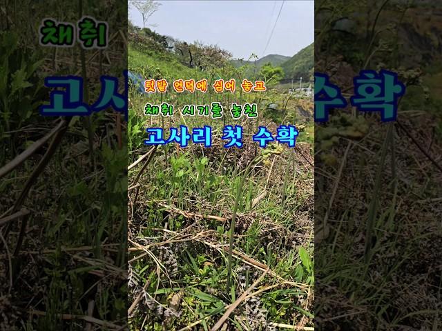 #고사리#첫수확#봄나물#산물#5도2촌#세컨하우스#텃밭