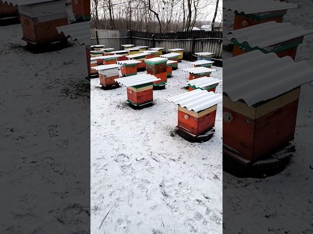 Январь, пчёлки зимуют 