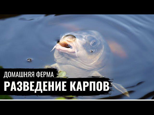 Домашняя ферма. Карпы