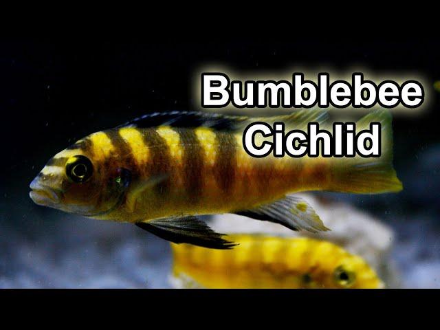 Pseudotropheus Crabro Bumble Bee Cichlid - Québec Cichlidés