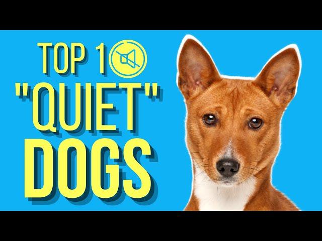 Top 10 Dogs That Don't Bark ( Barkless Dog Breeds )