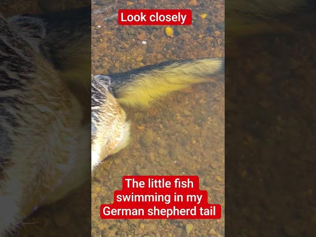 fish tail