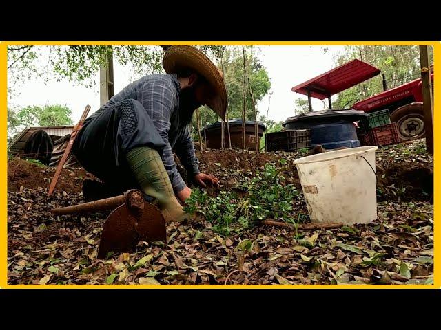 consegui mudas de agrião do banhado