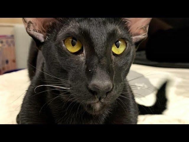 Martin is a Sweet and Curious Boy : Oriental Shorthair Cat