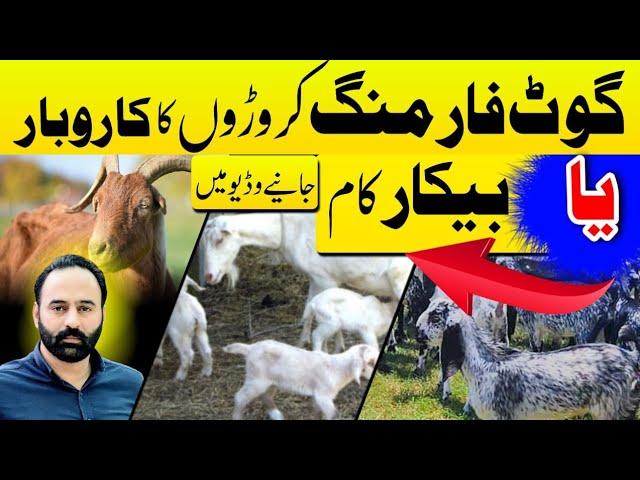 Kiya Goat Farming Floop Business Ha? | Goat Farming |