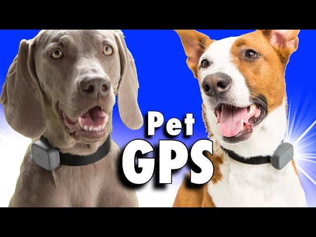 WHISTLE - a PET GPS Tracker Review