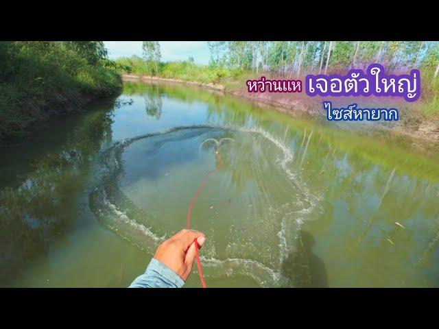 หว่านเเห คลองธรรมชาติ ตามทุ่งนา เจอปลาตัวใหญ่มายังไงไซส์นี้ / บ้านนอก EP.817