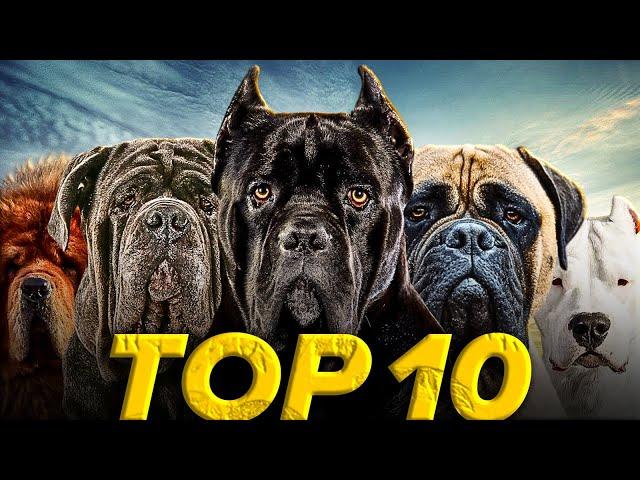 Top 10 Best Mastiff Dog Breeds | Fully Explained