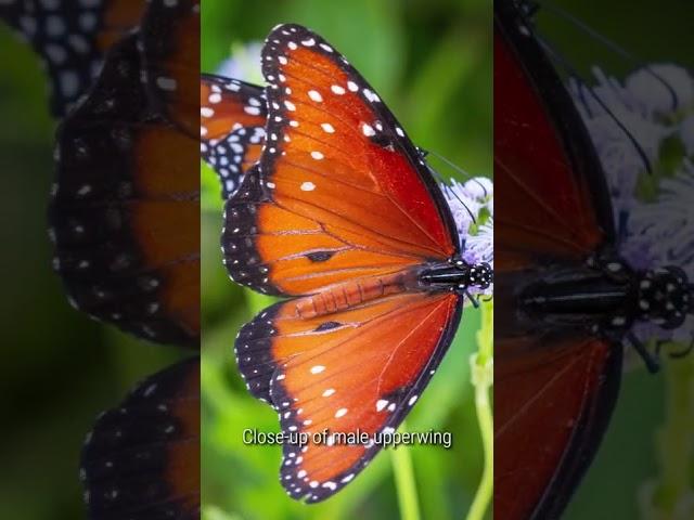 Queen   An Orange Colored Butterfly