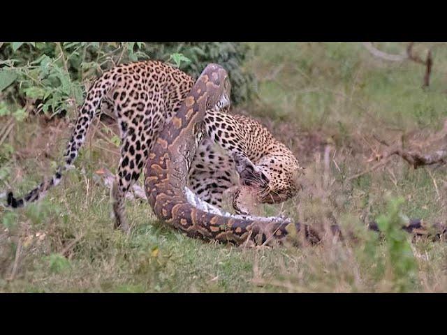 Python Constricts Leopard As It Fights Back!