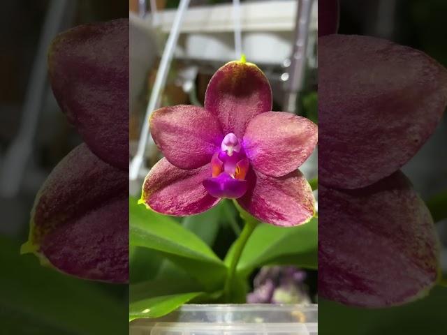 Фаленопсис Митуо Сан Квин Лотас (Phalaenopsis Mituo Sun Queen Lotus)