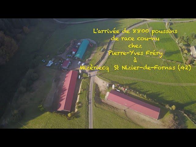 L'arrivée de 8800 poussins de race cou-nu.