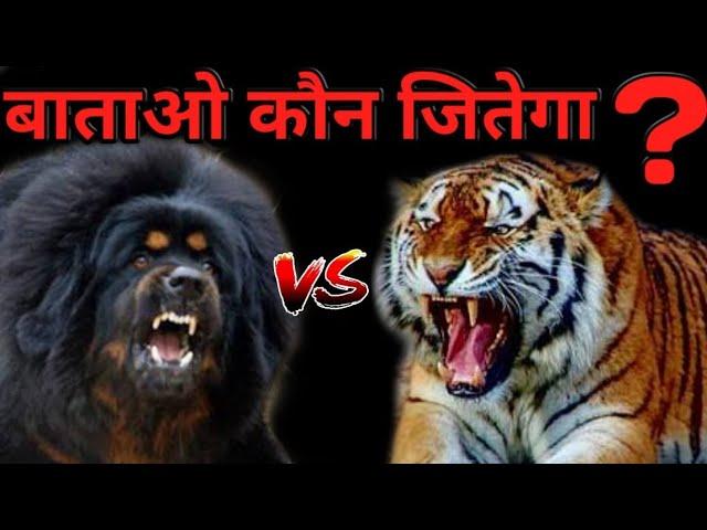 Bhotiya(gaddi) dog vs leopard