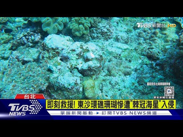 即刻救援! 東沙環礁珊瑚慘遭「棘冠海星」入侵｜TVBS新聞 @TVBSNEWS02