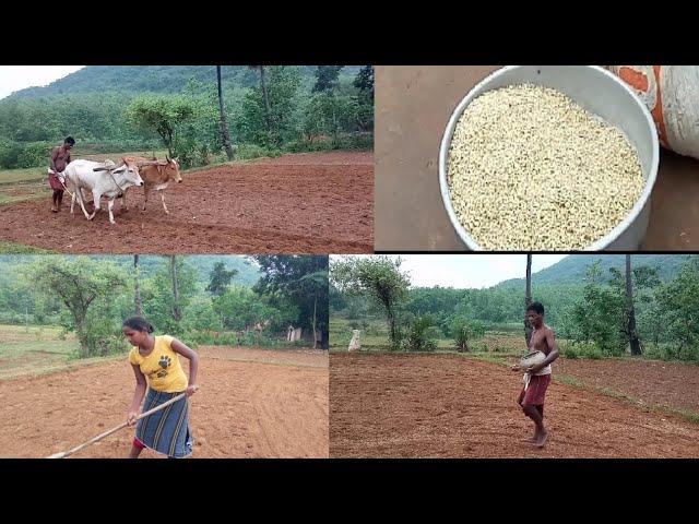 paddy cultivation //paddy cultivation in odia //tribal farming &life style //sambari tribe vlogs.