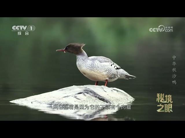 《秘境之眼》 中华秋沙鸭 20240921| CCTV