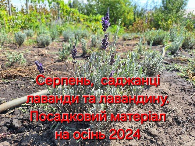 Серпень закінчується, саджанці лаванди та лавандину різних сортів