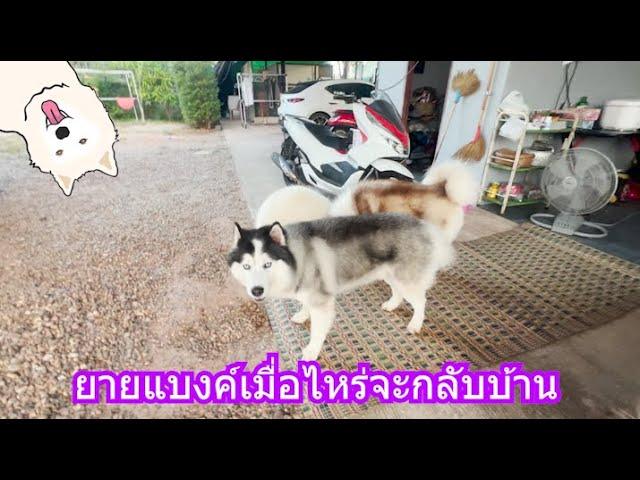 ยายแบงค์เมื่อไหร่จะกลับบ้าน | ข้าวเหนียว ขี้กระโปกหมา