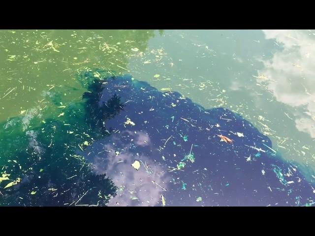 Using Blue Dye In Pond