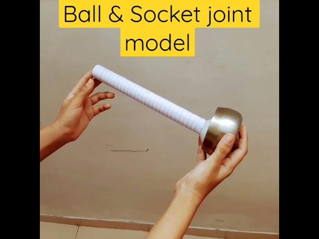 Body joints | Ball and socket joint 3D model Easy | Body movements class 6 science #ballandsocket,