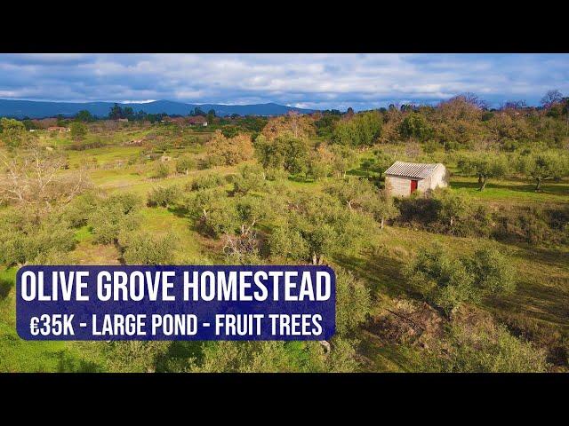 OLIVE GROVE HOMESTEAD, LARGE POND, CHEAP FARM IN CENTRAL PORTUGAL - HOMESTEAD FOR SALE, FUNDAO